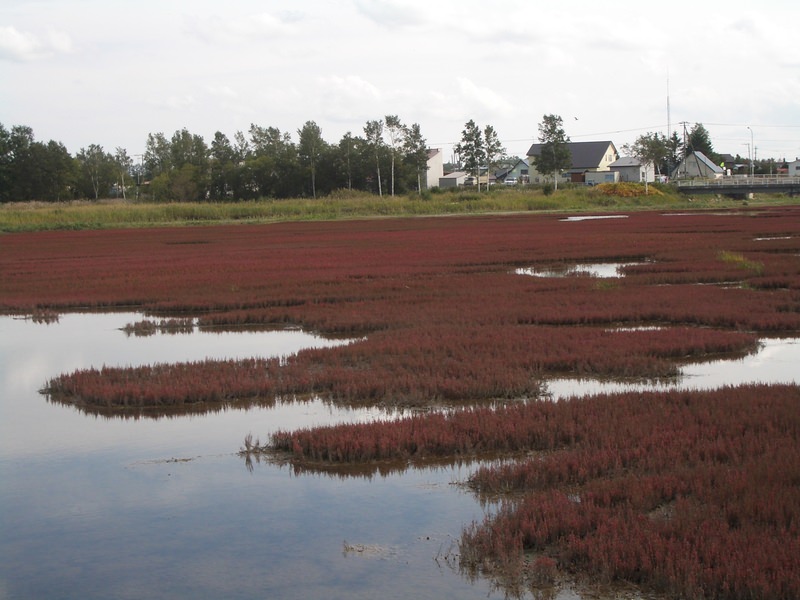 2006.9 北海道~秋季限定~珊瑚草、美瑛、小樽5日遊 - 第41張圖 IMGP0752.JPG - 2006.9 北海道5日遊