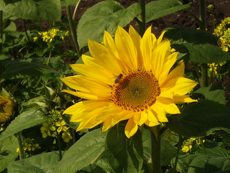 2006.9 北海道~秋季限定~珊瑚草、美瑛、小樽5日遊 - 第30張圖 IMGP0731.JPG - 2006.9 北海道5日遊