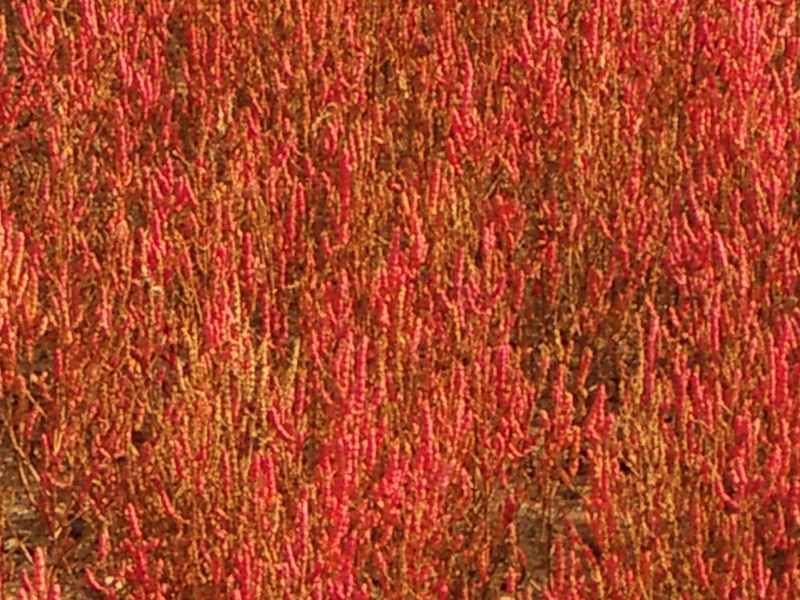 2006.9 北海道~秋季限定~珊瑚草、美瑛、小樽5日遊 - 第37張圖 IMGP0741.JPG - 2006.9 北海道5日遊