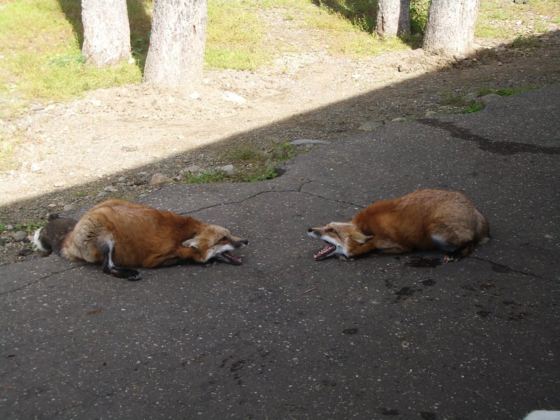 2006.9 北海道~秋季限定~珊瑚草、美瑛、小樽5日遊 - 第25張圖 IMGP0717.JPG - 2006.9 北海道5日遊