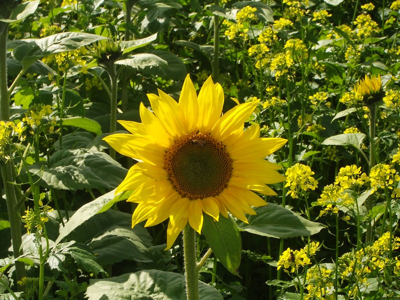 2006.9 北海道~秋季限定~珊瑚草、美瑛、小樽5日遊 - 第29張圖 IMGP0730.JPG - 2006.9 北海道5日遊