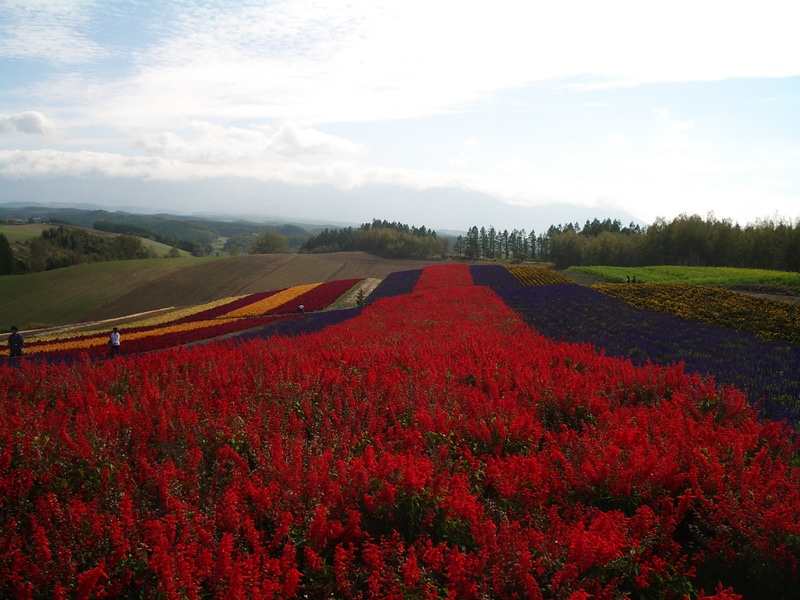 2006.9 北海道~秋季限定~珊瑚草、美瑛、小樽5日遊 - 第125張圖 IMGP0983.JPG - 2006.9 北海道5日遊