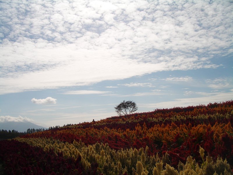 2006.9 北海道~秋季限定~珊瑚草、美瑛、小樽5日遊 - 第121張圖 IMGP0970.JPG - 2006.9 北海道5日遊