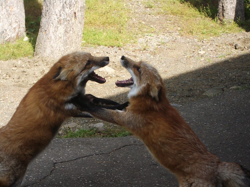 2006.9 北海道~秋季限定~珊瑚草、美瑛、小樽5日遊 - 第24張圖 IMGP0716.JPG - 2006.9 北海道5日遊