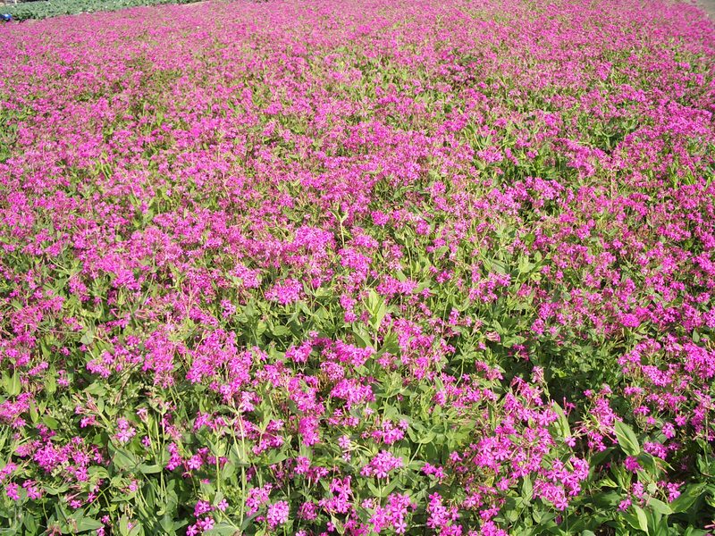 2006.9 北海道~秋季限定~珊瑚草、美瑛、小樽5日遊 - 第131張圖 IMGP0996.JPG - 2006.9 北海道5日遊