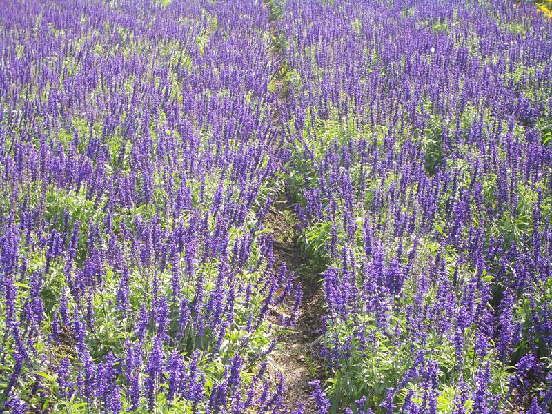 2006.9 北海道~秋季限定~珊瑚草、美瑛、小樽5日遊 - 第126張圖 IMGP0986.JPG - 2006.9 北海道5日遊