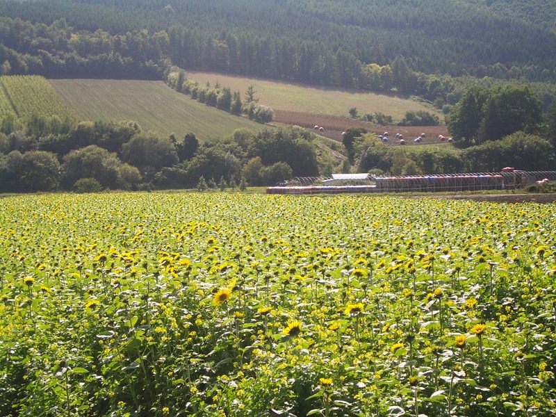 2006.9 北海道~秋季限定~珊瑚草、美瑛、小樽5日遊 - 第27張圖 IMGP0727.JPG - 2006.9 北海道5日遊