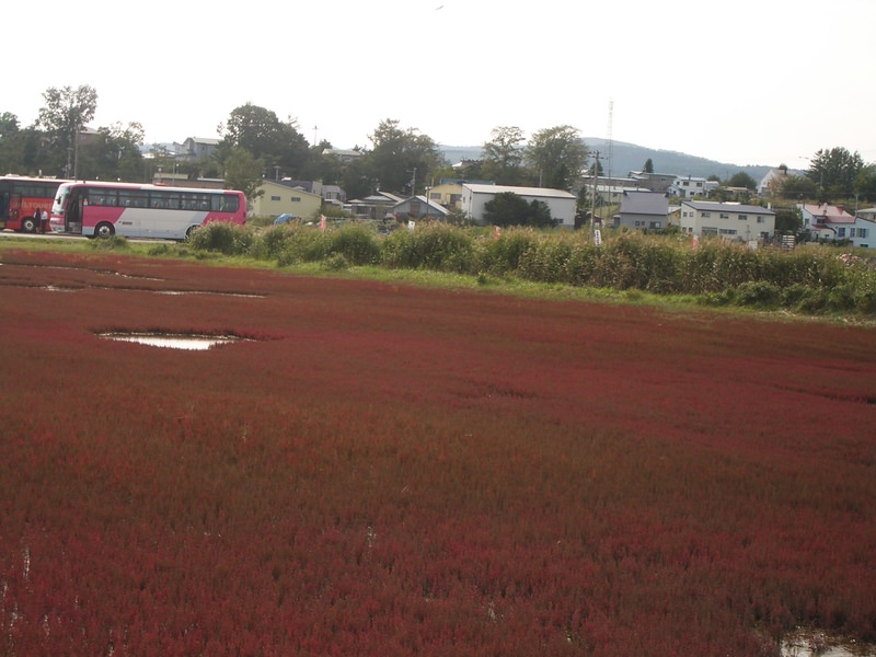 2006.9 北海道~秋季限定~珊瑚草、美瑛、小樽5日遊 - 第40張圖 IMGP0749.JPG - 2006.9 北海道5日遊