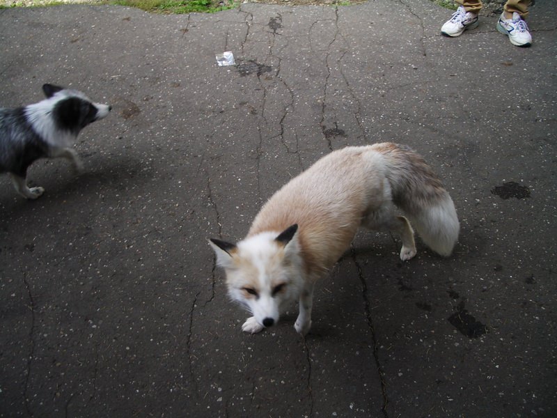 2006.9 北海道~秋季限定~珊瑚草、美瑛、小樽5日遊 - 第21張圖 IMGP0708.JPG - 2006.9 北海道5日遊