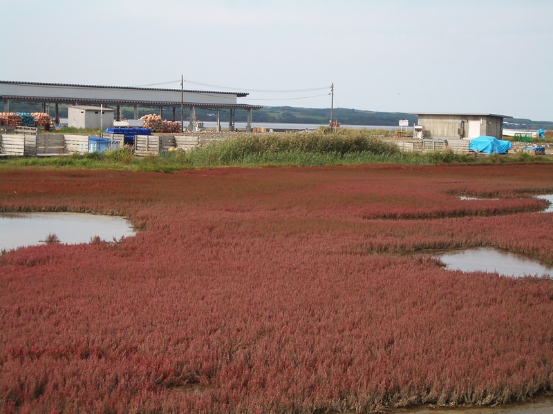 2006.9 北海道~秋季限定~珊瑚草、美瑛、小樽5日遊 - 第39張圖 IMGP0748.JPG - 2006.9 北海道5日遊