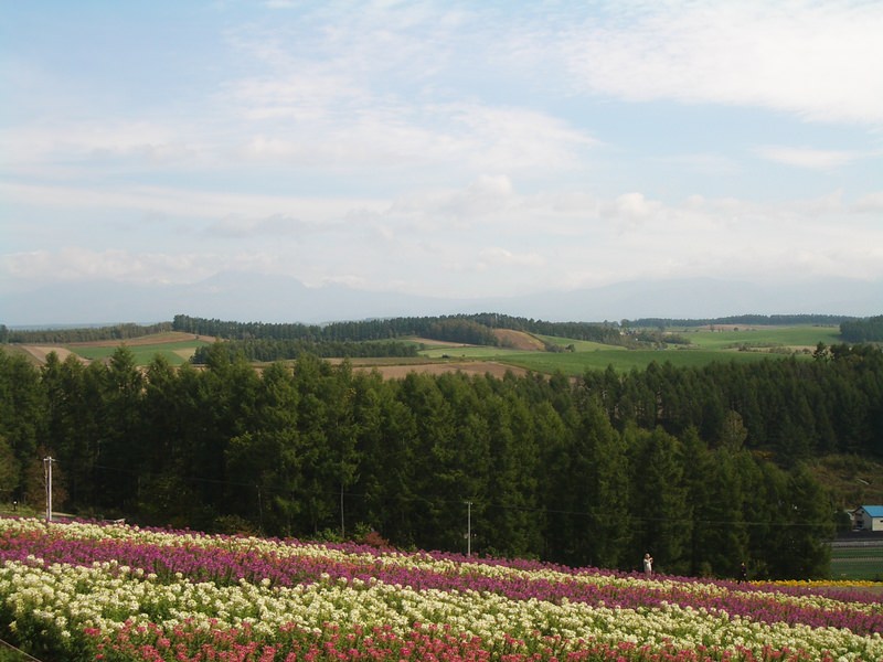 2006.9 北海道~秋季限定~珊瑚草、美瑛、小樽5日遊 - 第123張圖 IMGP0979.JPG - 2006.9 北海道5日遊