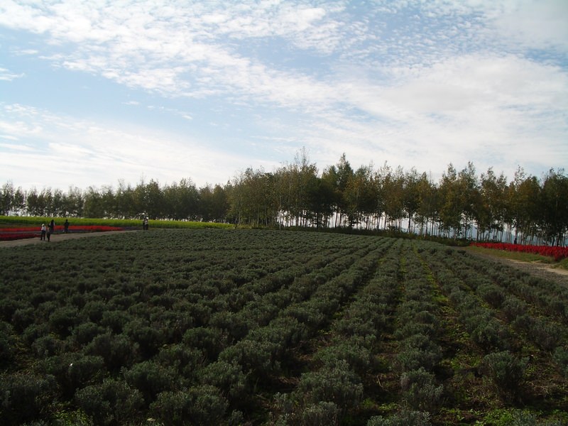 2006.9 北海道~秋季限定~珊瑚草、美瑛、小樽5日遊 - 第122張圖 IMGP0973.JPG - 2006.9 北海道5日遊