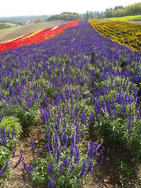 2006.9 北海道~秋季限定~珊瑚草、美瑛、小樽5日遊 - 第127張圖 IMGP0987.JPG - 2006.9 北海道5日遊