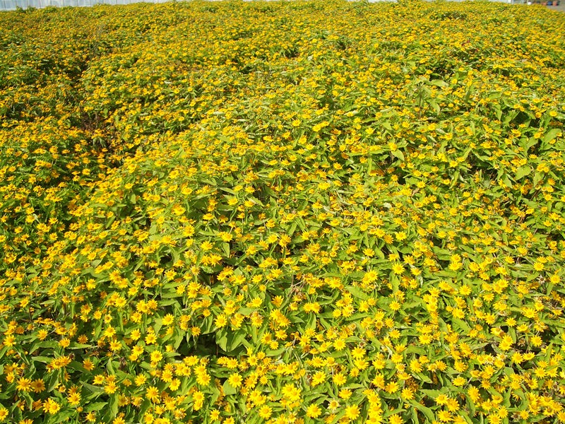 2006.9 北海道~秋季限定~珊瑚草、美瑛、小樽5日遊 - 第129張圖 IMGP0994.JPG - 2006.9 北海道5日遊