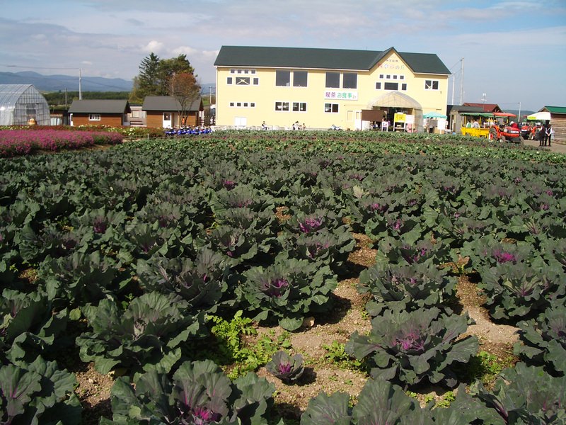 2006.9 北海道~秋季限定~珊瑚草、美瑛、小樽5日遊 - 第132張圖 IMGP0999.JPG - 2006.9 北海道5日遊