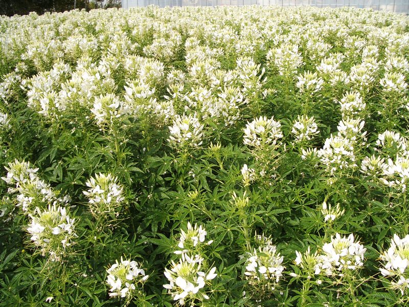 2006.9 北海道~秋季限定~珊瑚草、美瑛、小樽5日遊 - 第130張圖 IMGP0995.JPG - 2006.9 北海道5日遊