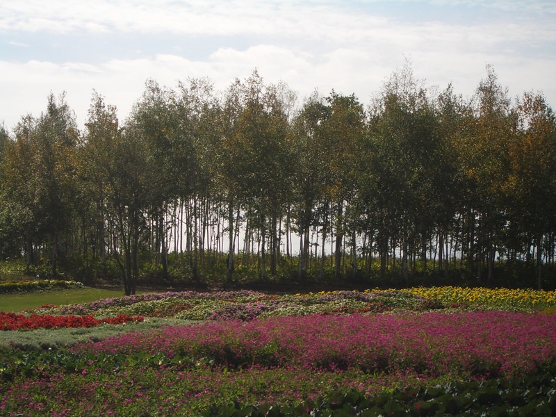 2006.9 北海道~秋季限定~珊瑚草、美瑛、小樽5日遊 - 第134張圖 IMGP1007.JPG - 2006.9 北海道5日遊