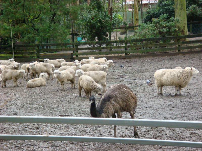 2008.6 雪梨 ~ 一個人的6日旅行 - 第42張圖 DSC01854.JPG - 2008.6 雪梨 6日遊