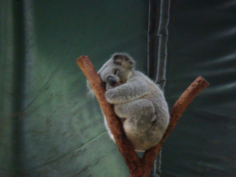 2008.6 雪梨 ~ 一個人的6日旅行 - 第38張圖 DSC01847.JPG - 2008.6 雪梨 6日遊