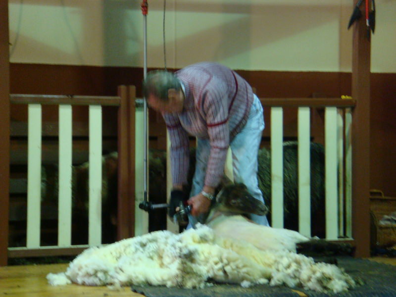 2008.6 雪梨 ~ 一個人的6日旅行 - 第43張圖 DSC01855.JPG - 2008.6 雪梨 6日遊