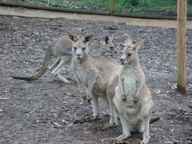 2008.6 雪梨 ~ 一個人的6日旅行 - 第56張圖 DSC01886.JPG - 2008.6 雪梨 6日遊
