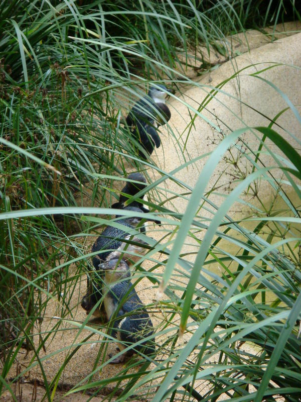 2008.6 雪梨 ~ 一個人的6日旅行 - 第47張圖 DSC01864.JPG - 2008.6 雪梨 6日遊