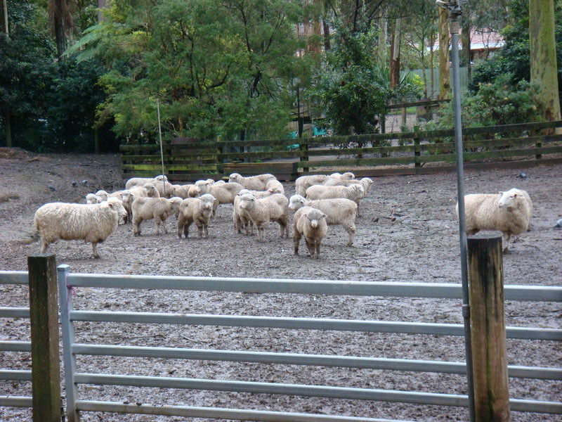 2008.6 雪梨 ~ 一個人的6日旅行 - 第41張圖 DSC01853.JPG - 2008.6 雪梨 6日遊