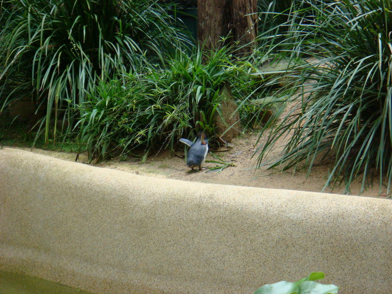 2008.6 雪梨 ~ 一個人的6日旅行 - 第46張圖 DSC01862.JPG - 2008.6 雪梨 6日遊