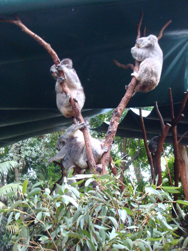 2008.6 雪梨 ~ 一個人的6日旅行 - 第37張圖 DSC01845.JPG - 2008.6 雪梨 6日遊