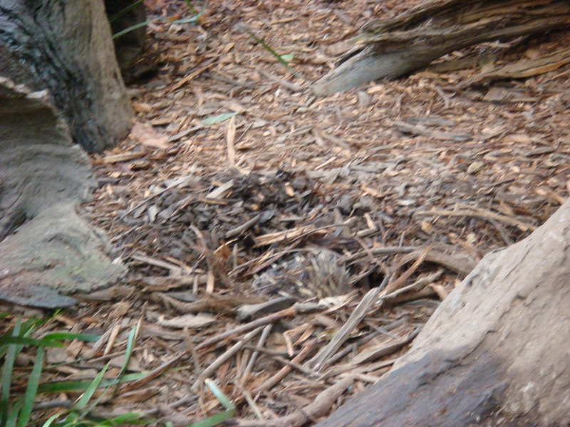 2008.6 雪梨 ~ 一個人的6日旅行 - 第49張圖 DSC01866.JPG - 2008.6 雪梨 6日遊