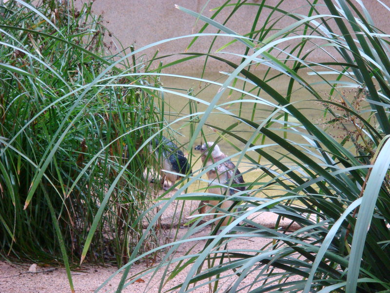 2008.6 雪梨 ~ 一個人的6日旅行 - 第45張圖 DSC01860.JPG - 2008.6 雪梨 6日遊