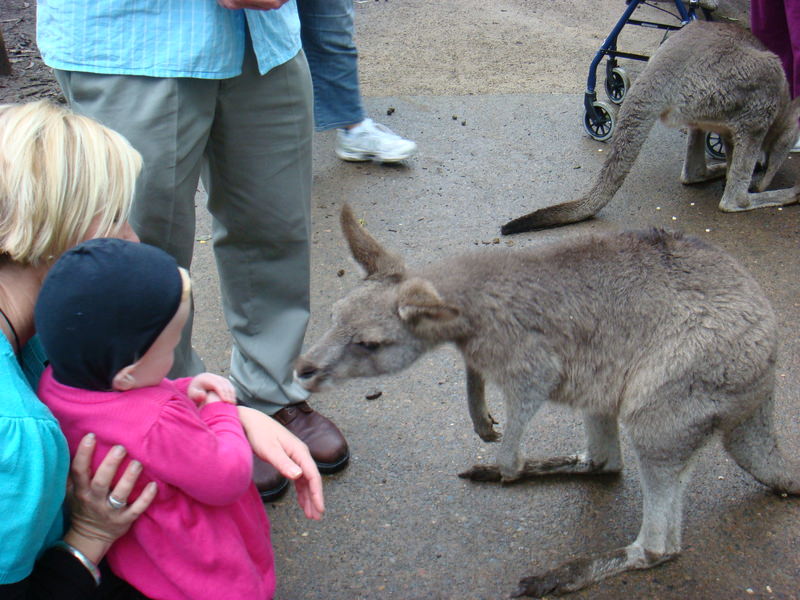 2008.6 雪梨 ~ 一個人的6日旅行 - 第55張圖 DSC01883.JPG - 2008.6 雪梨 6日遊