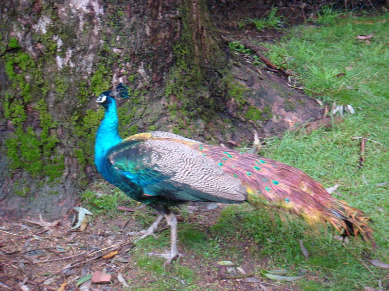 2008.6 雪梨 ~ 一個人的6日旅行 - 第40張圖 DSC01850.JPG - 2008.6 雪梨 6日遊