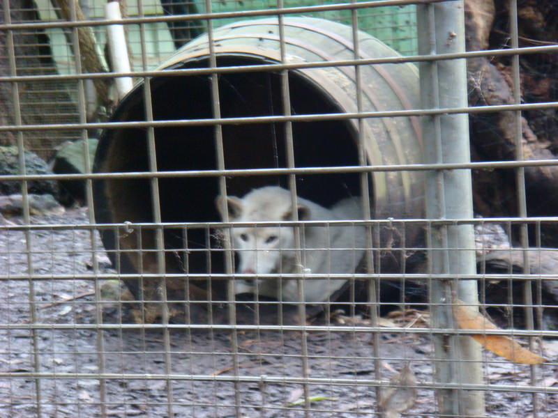 2008.6 雪梨 ~ 一個人的6日旅行 - 第51張圖 DSC01871.JPG - 2008.6 雪梨 6日遊