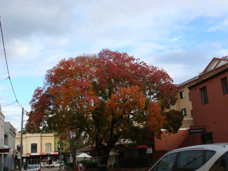 2008.6 雪梨 ~ 一個人的6日旅行 - 第68張圖 DSC01903.JPG - 2008.6 雪梨 6日遊