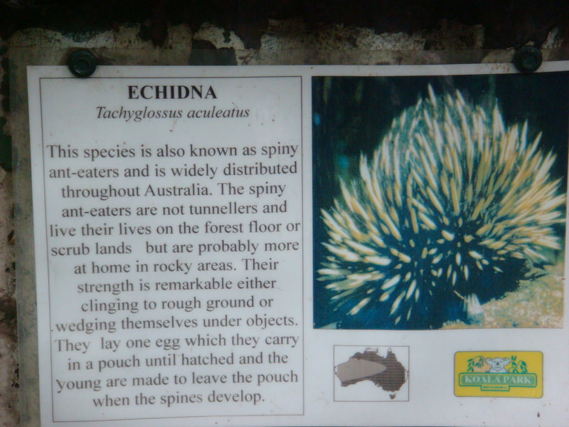 2008.6 雪梨 ~ 一個人的6日旅行 - 第48張圖 DSC01867.JPG - 2008.6 雪梨 6日遊