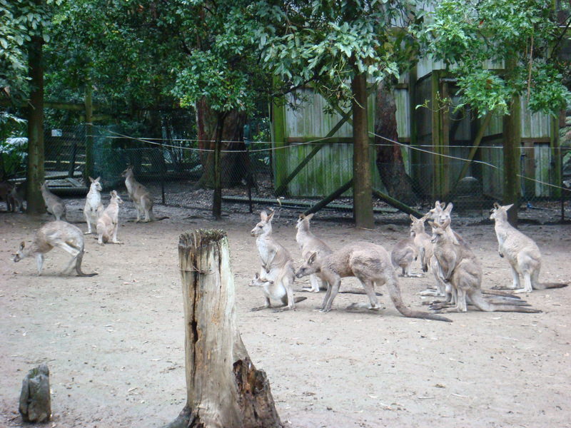 2008.6 雪梨 ~ 一個人的6日旅行 - 第53張圖 DSC01880.JPG - 2008.6 雪梨 6日遊