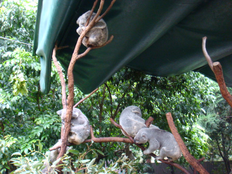 2008.6 雪梨 ~ 一個人的6日旅行 - 第36張圖 DSC01842.JPG - 2008.6 雪梨 6日遊