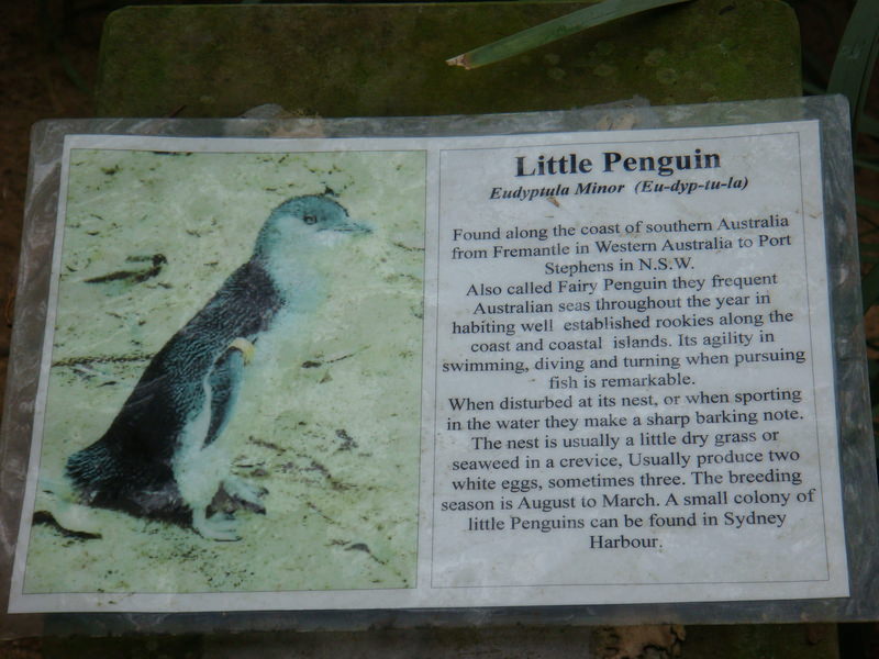 2008.6 雪梨 ~ 一個人的6日旅行 - 第44張圖 DSC01865.JPG - 2008.6 雪梨 6日遊