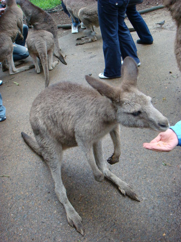 2008.6 雪梨 ~ 一個人的6日旅行 - 第52張圖 DSC01876.JPG - 2008.6 雪梨 6日遊