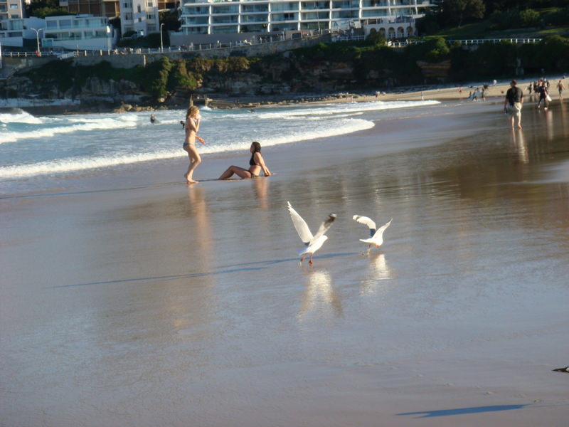 2008.6 雪梨 ~ 一個人的6日旅行 - 第131張圖 DSC02020.JPG - 2008.6 雪梨 6日遊