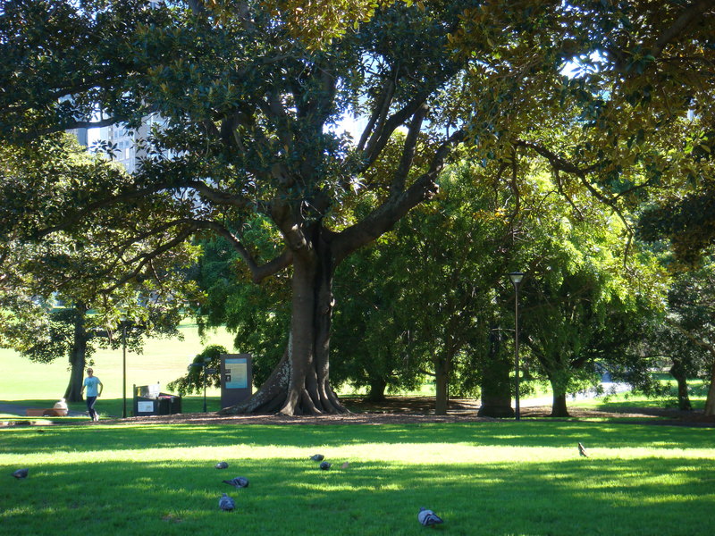 2008.6 雪梨 ~ 一個人的6日旅行 - 第93張圖 DSC01961.JPG - 2008.6 雪梨 6日遊