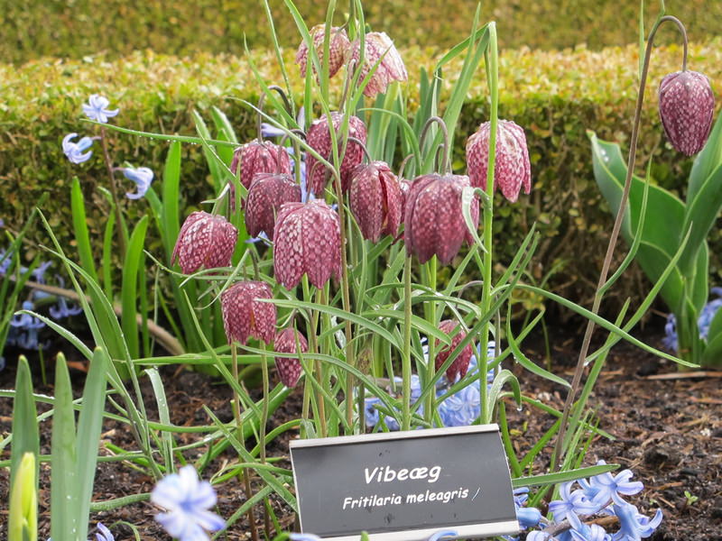 2016.4 北歐三國丹麥、挪威、瑞典11日遊 3-1 - 第24張圖 IMG_0042.JPG - 2016.4 北歐三國丹麥、挪威、瑞典11日遊