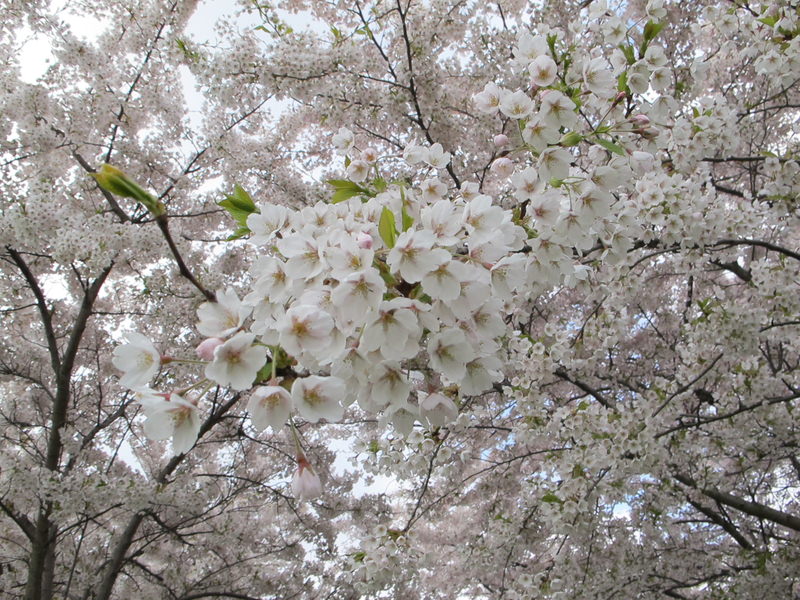 2016.4 北歐三國丹麥、挪威、瑞典11日遊 3-1 - 第71張圖 IMG_0249.JPG - 2016.4 北歐三國丹麥、挪威、瑞典11日遊