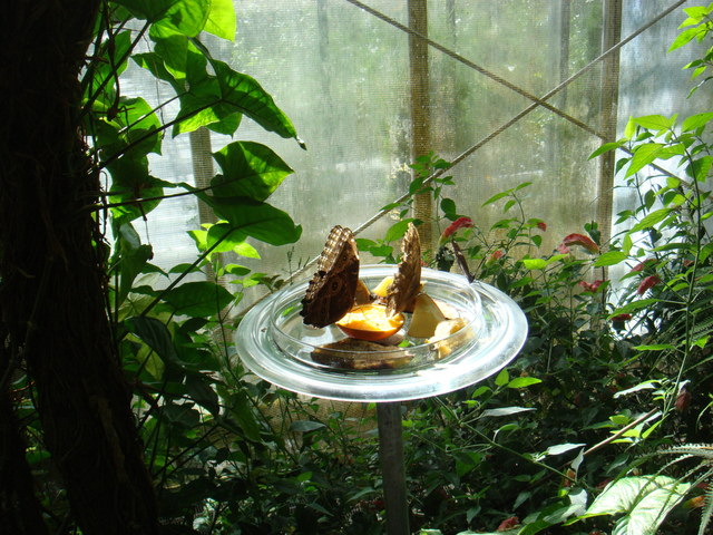 2011.06 德瑞~新天鵝堡.鐵力士山.米其林餐廳 10日遊(上) - 第42張圖 2011.06 德瑞~新天鵝堡.鐵力士山.米其林餐廳 10日遊(上)